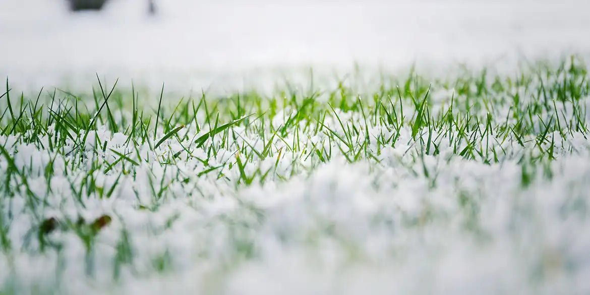 Rasenpflege im Winter: So bleibt Dein Rasen gesund | RasenExpert