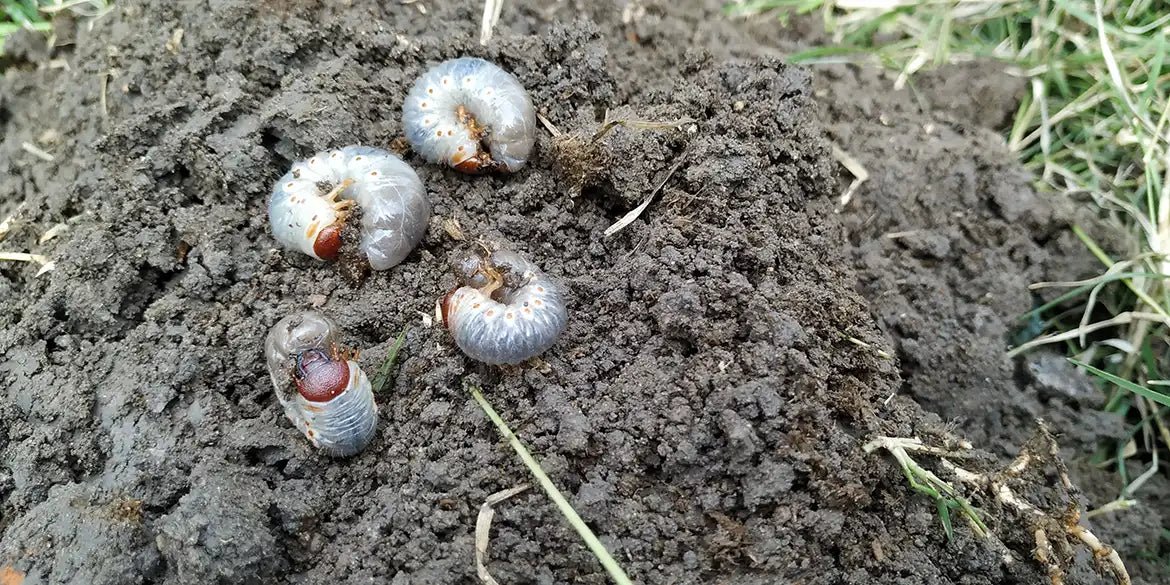 Engerlinge im Rasen bekämpfen: So wirst Du die Schädlinge los - RasenExpert