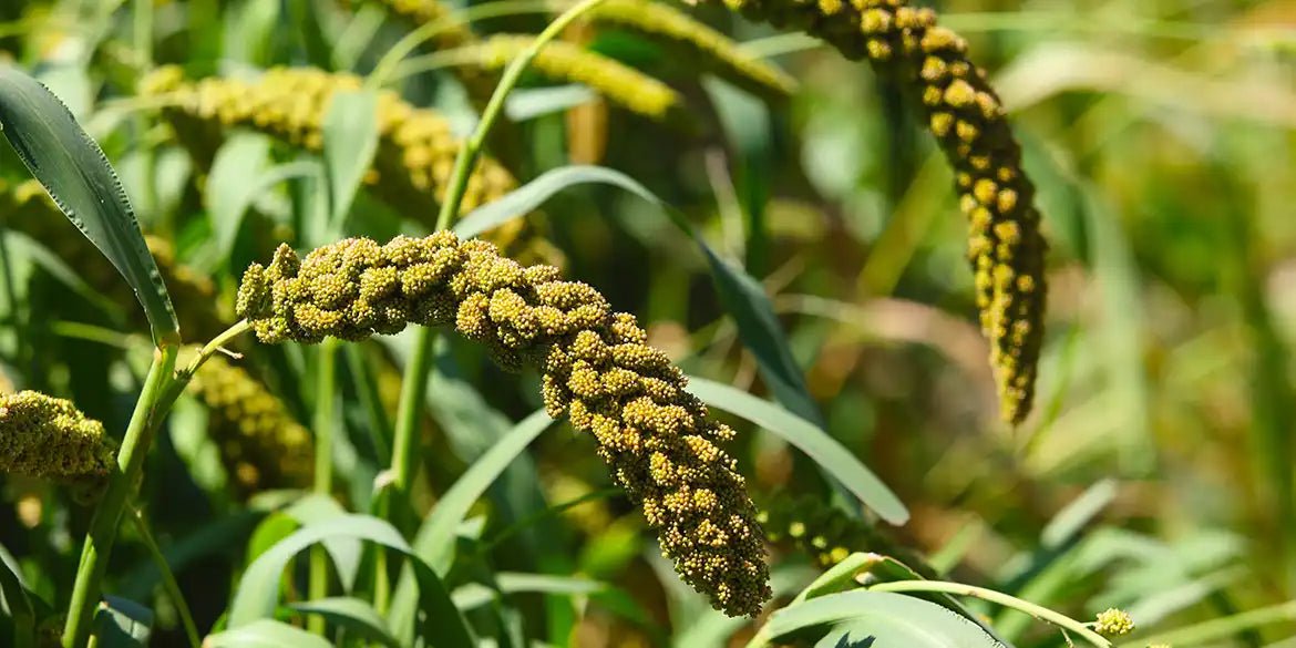 Hirse im Rasen: Bekämpfung & Vorbeugung - RasenExpert