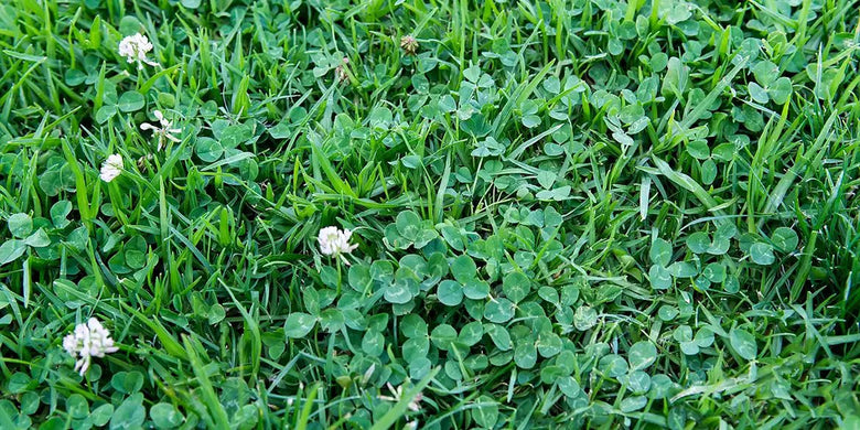 Klee im Rasen bekämpfen & vorbeugen mit einfachen Tipps - RasenExpert