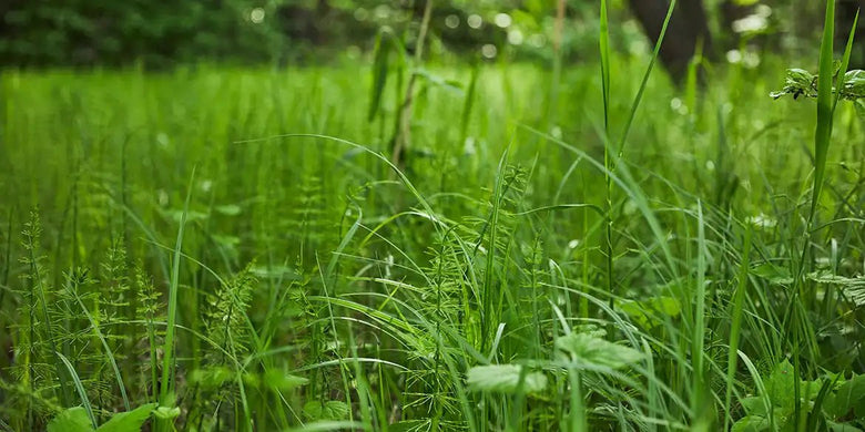 Quecken bekämpfen: So entfernst Du das hartnäckige Unkraut von Deinem Rasen - RasenExpert