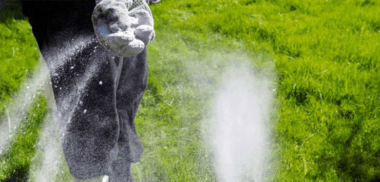 Rasen kalken: Rasen richtig pflegen & Moos bekämpfen - RasenExpert