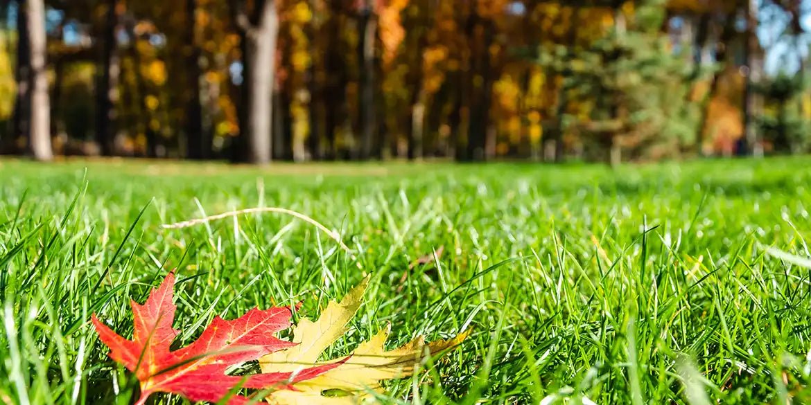 Rasenpflege im Herbst: So wird Dein Rasen winterfest - RasenExpert