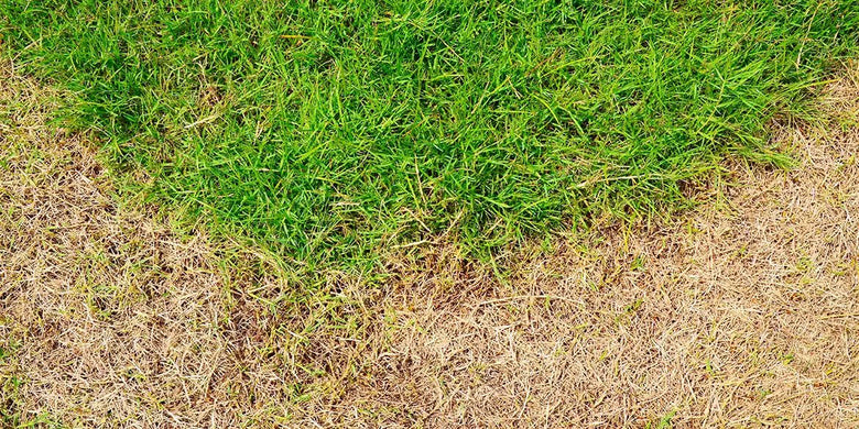 Rasenschäden & Rasenkrankheiten: So kannst Du sie beheben - RasenExpert