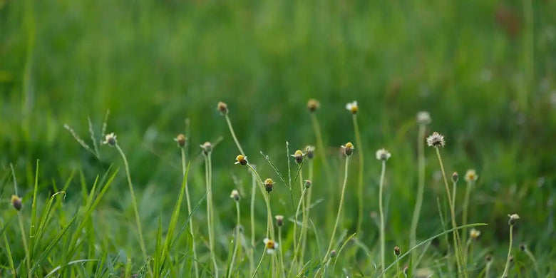 Rasenunkräuter bekämpfen: Hilfreiche Tipps & Tricks - RasenExpert