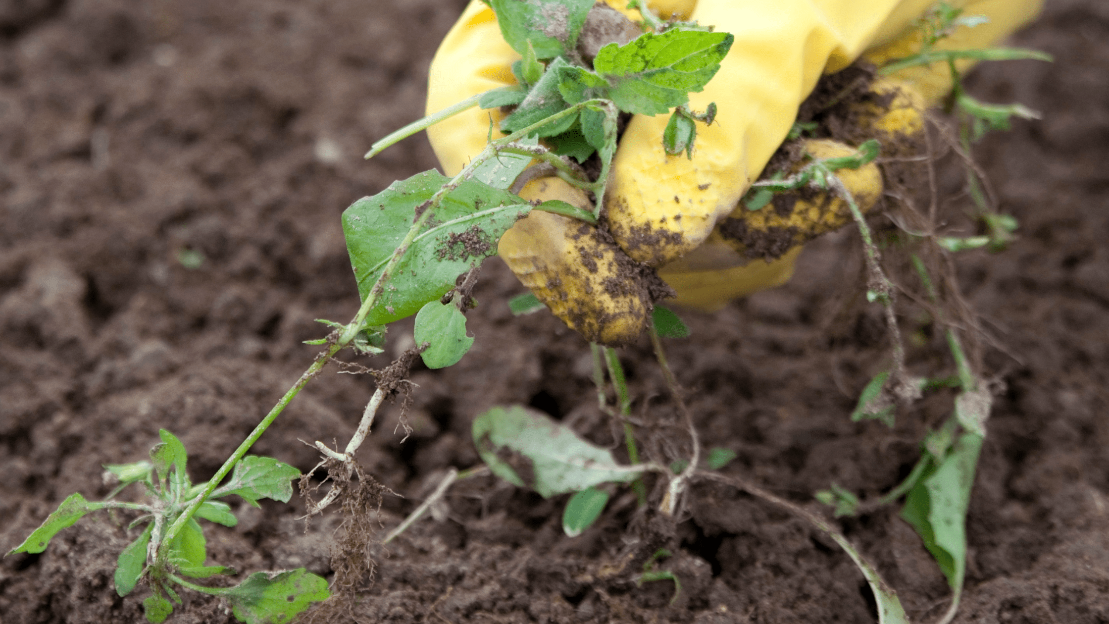 Unkrautbekämpfung: Tipps und Strategien für einen unkrautfreien Rasen - RasenExpert