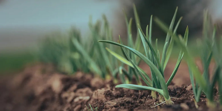 Wie lange braucht Rasen zum Keimen? Alle Informationen rund um die Aussaat & die Keimung - RasenExpert