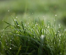 rasenexpert rasen grass bewässern