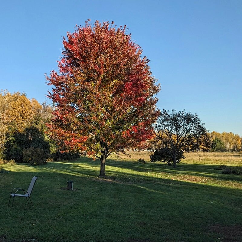 Garten im Herbst